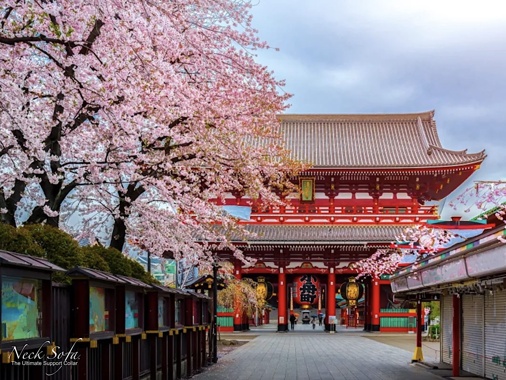 scene in Tokyo with a traditional Japanese temple surrounded by blooming Sakura trees and fallen cherry blossoms